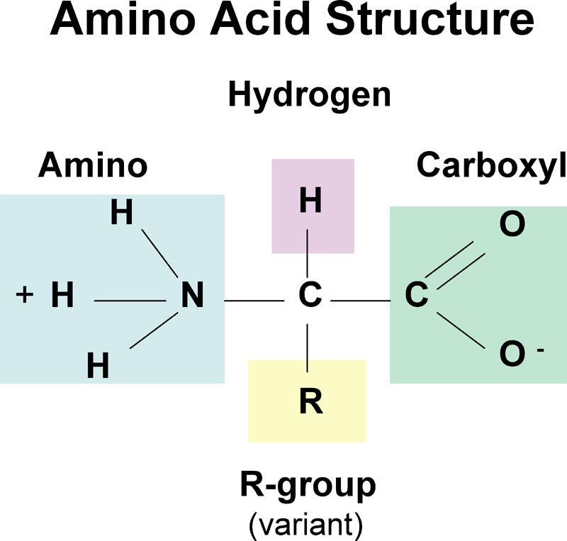 http://chemicalguy.files.wordpress.com/2009/03/aminoacidstruc_zwitter.jpg